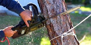 Best Tree and Shrub Care  in Forest Lake, MN