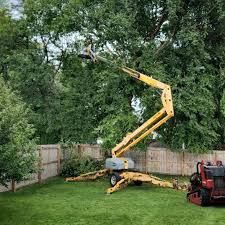 Best Tree Mulching  in Forest Lake, MN