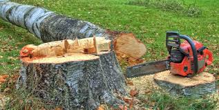 Best Stump Grinding and Removal  in Forest Lake, MN