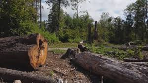 Best Lot and Land Clearing  in Forest Lake, MN