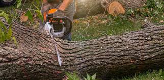 Best Hazardous Tree Removal  in Forest Lake, MN