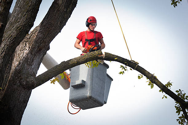 Best Utility Line Clearance  in Forest Lake, MN